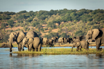 Big elephant herd standing by edge of Chobe River drinking water in golden afternoon light in Botswana