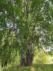 trees in the woods