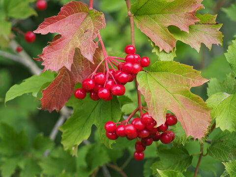 Viburnum opulus berries on shrub branches in the garden. Cramp bark tree in autumn