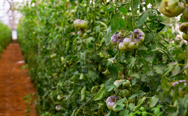 Blue ripe tomatoes grow on branches in farm greenhouse