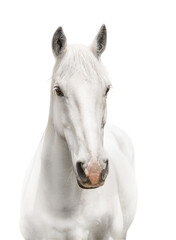 white horse isolated on white - obrazy, fototapety, plakaty