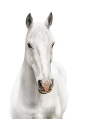 Fotobehang white horse isolated on white © SKOVAX