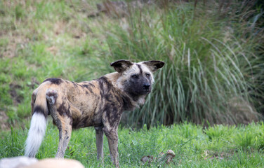 The Endangered African Wild Dog (Lycaon rictus).