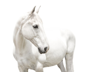portrait white horse isolated on white background