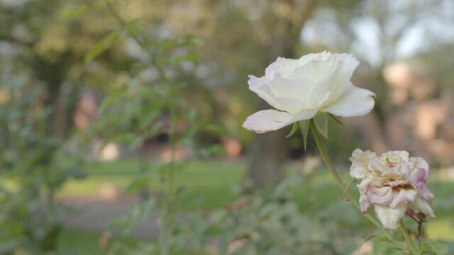 A Single White Rose in Park with Shallow Depth of Field