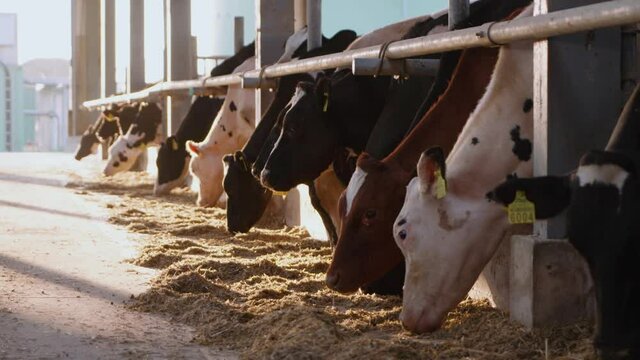 Cows eat silage at the farm.