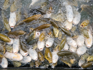 carp fish during feeding frenzy