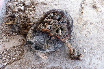 rotten decaying durian on the ground
