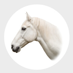 portrait white horse isolated on circle background