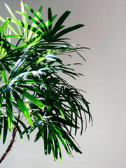 Green lady palm or Bamboo palm