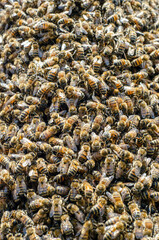 close up of bees in beehive