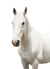 Obraz na płótnie Canvas portrait white horse isolated on white background
