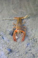 Crayfish Procambarus Clarkii Ghost on nature background