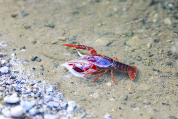 Crayfish Procambarus Clarkii Ghost on nature background