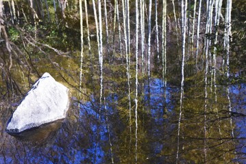 Natural background material / Bamboo forest