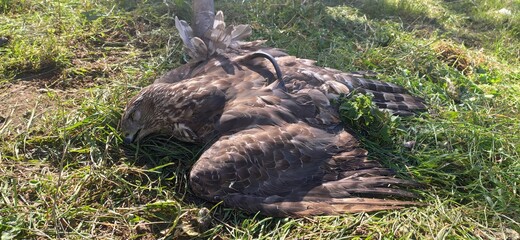 duck in the grass