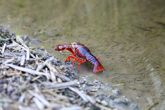 Crayfish Procambarus Clarkii Ghost on nature background