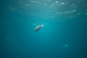 海中で泳ぐたくさんの魚