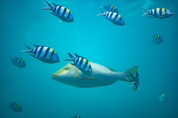 Obraz na płótnie Canvas 海中で泳ぐたくさんの魚