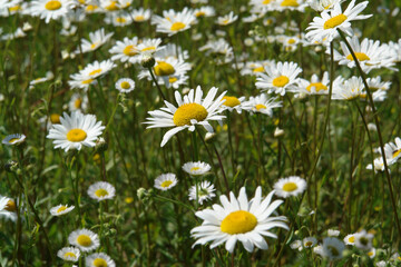 A close up of wild ox-eye daisies (Leucanthemum vulgare) in the field, selective focus. Summer meadow with chamomile and daisy fleabane flowers on a clear sunny day