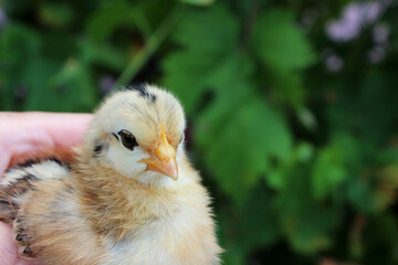 Small chicken in hand on a Poultry farm.