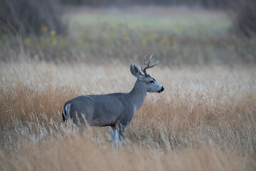 Male Mule Deer in the Bush