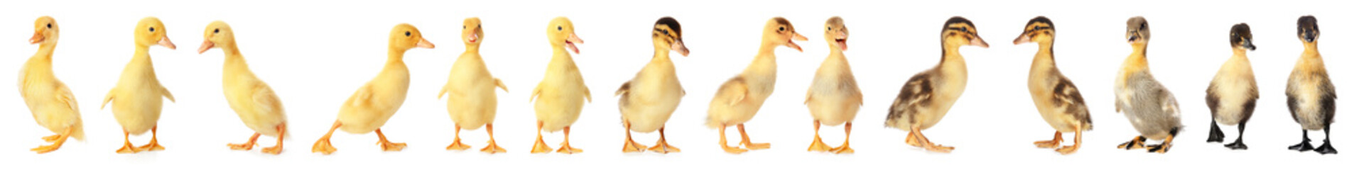 Cute ducklings on white background