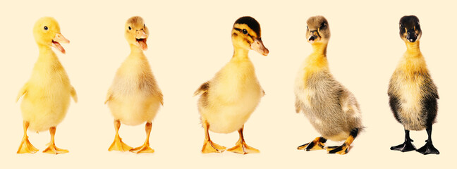 Cute ducklings on color background