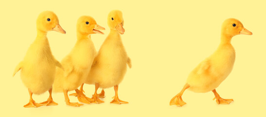 Cute ducklings on color background