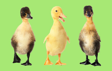 Cute ducklings on color background