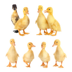 Cute ducklings on white background