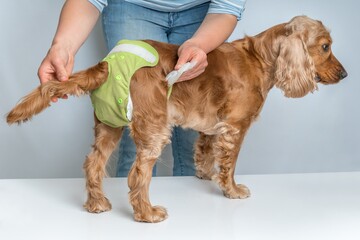 Woman changing diaper of her dog - estrus cycle concept - obrazy, fototapety, plakaty