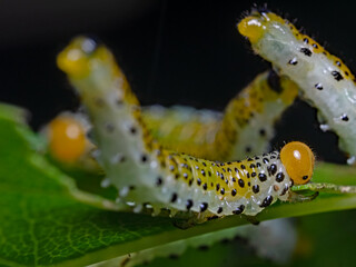Rose arge larva, Larve der Blauschwarzen Rosenbürstenhornwespe (Arge pagana)