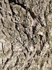 bark of a tree