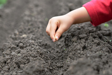 人参の種まき（子ども）