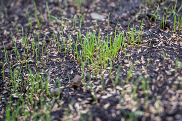 Fresh green spring gras closeup Lawn grass sprouting, sowing crops and grains