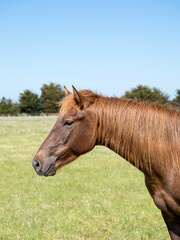 portrait of a horse in the field side view