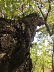 Obraz premium trunk of a tree