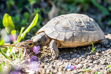 Turtle Testudo Marginata european landturtle eating purple flower closeup wildlife