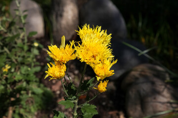 Beautiful blooming flowers yellow color.
