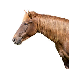 portrait white horse isolated on white background