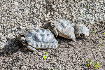 Turtle Testudo Marginata european landturtle family three turtles different size baby parents lined up closeup wildlife