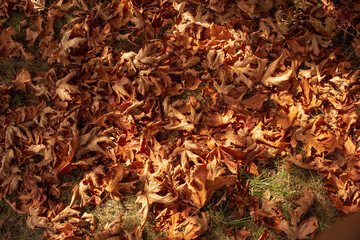 The leaves of the trees are falling during the Autumn in Vancouver.