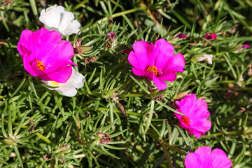 Obraz premium Pink Common Purslane flower in the garden., Pusley