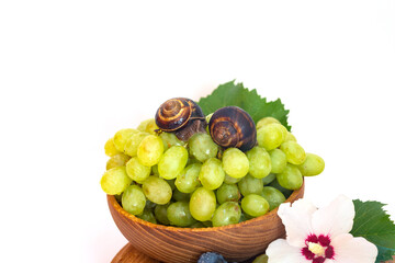 A snail and a bunch of grapes with hibiscus color on a wooden board. White background.