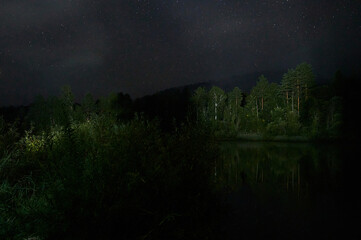 Silhouette of trees against night sky with stars.