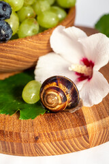 A snail and a bunch of grapes with hibiscus color on a wooden board. White background.