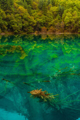 The beautiful turquoise water in ,lakes with forest in Jiuzhai Valley, in Sichuan, China, summer time.