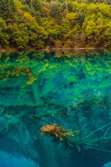 The beautiful turquoise water in ,lakes with forest in Jiuzhai Valley, in Sichuan, China, summer time.