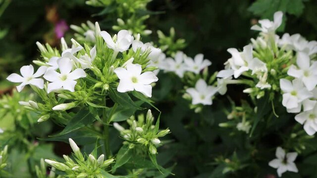 Phlox paniculata 'Fujiyama" with beautiful little white flowers in the garden
